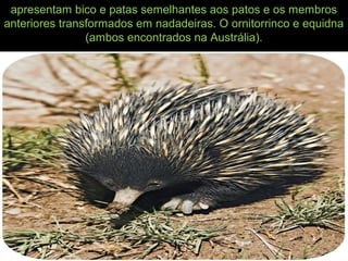 apresentam bico e patas semelhantes aos patos e os membros
anteriores transformados em nadadeiras. O ornitorrinco e equidna
(ambos encontrados na Austrália).
 
