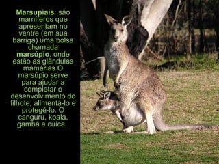 Marsupiais: são
mamíferos que
apresentam no
ventre (em sua
barriga) uma bolsa
chamada
marsúpio, onde
estão as glândulas
mamárias O
marsúpio serve
para ajudar a
completar o
desenvolvimento do
filhote, alimentá-lo e
protegê-lo. O
canguru, koala,
gambá e cuíca.
 