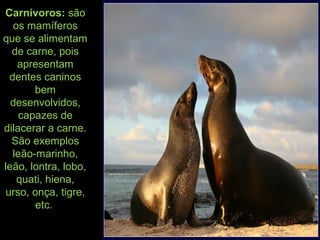 Carnívoros: são
os mamíferos
que se alimentam
de carne, pois
apresentam
dentes caninos
bem
desenvolvidos,
capazes de
dilacerar a carne.
São exemplos
leão-marinho,
leão, lontra, lobo,
quati, hiena,
urso, onça, tigre,
etc.
 