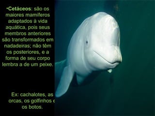 Ex: cachalotes, as
orcas, os golfinhos e
os botos.
•Cetáceos: são os
maiores mamíferos
adaptados à vida
aquática, pois seus
membros anteriores
são transformados em
nadadeiras; não têm
os posteriores, e a
forma de seu corpo
lembra a de um peixe.
 