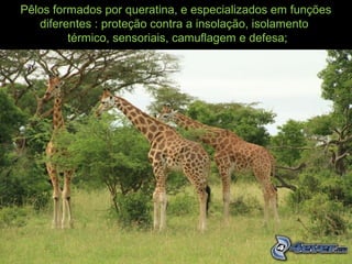 Pêlos formados por queratina, e especializados em funções
diferentes : proteção contra a insolação, isolamento
térmico, sensoriais, camuflagem e defesa;
 