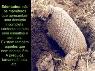 Edentados: são
os mamíferos
que apresentam
uma dentição
incompleta,
contendo dentes
sem esmaltes e
sem raiz.
Existem também
aqueles que
nem dentes têm.
A preguiça,
tamanduá, tatu,
etc.
 