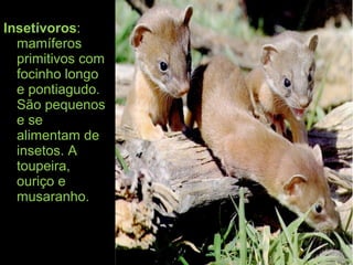 Insetívoros:
mamíferos
primitivos com
focinho longo
e pontiagudo.
São pequenos
e se
alimentam de
insetos. A
toupeira,
ouriço e
musaranho.
 