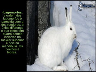 •Lagomorfos:
a ordem dos
lagomorfos é
parecida com a
dos roedores; a
única diferença
é que estes têm
quatro dentes
incisivos no
maxilar superior
e dois na
mandíbula. Os
coelhos e
lebres.
 