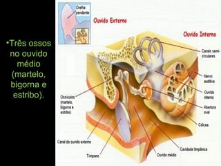 •Três ossos
no ouvido
médio
(martelo,
bigorna e
estribo).
 