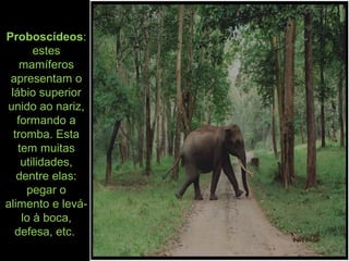 Proboscídeos:
estes
mamíferos
apresentam o
lábio superior
unido ao nariz,
formando a
tromba. Esta
tem muitas
utilidades,
dentre elas:
pegar o
alimento e levá-
lo à boca,
defesa, etc.
 
