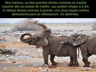 Nos machos, os dois grandes dentes incisivos no maxilar
superior são as presas de marfim, que podem chegar a 2,5m.
A cabeça desses animais é grande, com duas largas orelhas
abanadoras para se refrescarem. Os elefantes.
 