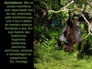 Quirópteros: São os
únicos mamíferos
com capacidade real
de vôo, propiciada
pela membrana que
une 4 dos 5 dedos
do membro anterior,
formando a asa. Em
sua maioria são
insetívoros,
frugívoros,
nectarívos,
piscívoros,
carnívoros, onívoros,
e hematófagos ou
sanguívoros.
Ex: morcego
 