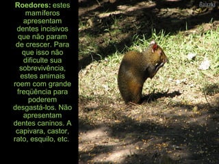 Roedores: estes
mamíferos
apresentam
dentes incisivos
que não param
de crescer. Para
que isso não
dificulte sua
sobrevivência,
estes animais
roem com grande
freqüência para
poderem
desgastá-los. Não
apresentam
dentes caninos. A
capivara, castor,
rato, esquilo, etc.
 
