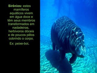 Sirênios: estes
mamíferos
aquáticos vivem
em água doce e
têm seus membros
transformados em
nadadeiras,
herbívoros dóceis
e de poucos pêlos
cobrindo o corpo.
Ex: peixe-boi.
 