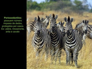 Perissodáctilos:
possuem número
impares de dedos,
protegidos por casco.
Ex: zebra, rinoceronte,
anta e cavalo
 