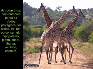 Artiodáctilos:
com números
pares de
dedos
protegidos por
casco. Ex: boi,
porco, camelo,
hipopótamo,
girafa, cabra,
lhama,
antílope,
carneiro.
 