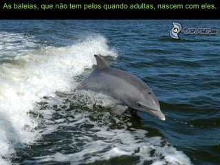 :
As baleias, que não tem pelos quando adultas, nascem com eles.
 