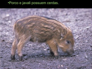 •Porco e javali possuem cerdas.
 