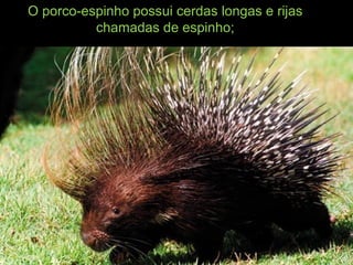 O porco-espinho possui cerdas longas e rijas
chamadas de espinho;
 