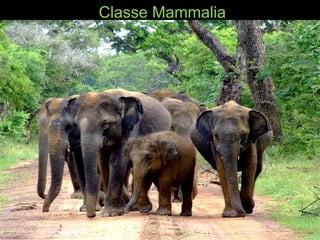 Classe Mammalia
 