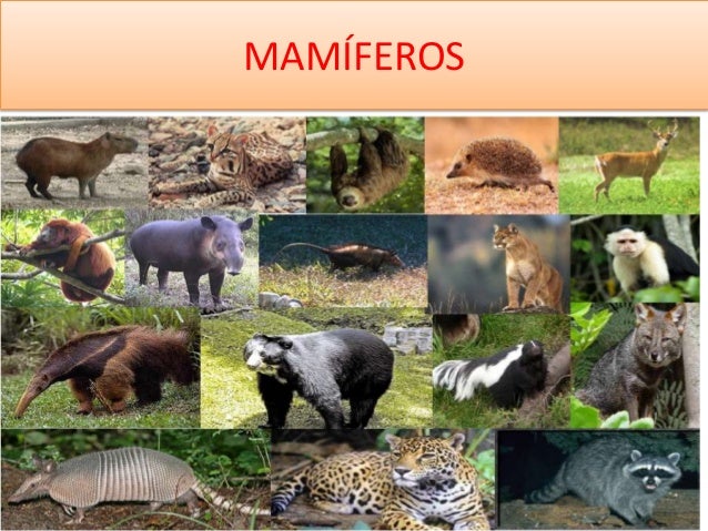 Mamiferos