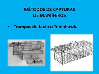 MÉTODOS DE CAPTURAS
DE MAMÍFEROS
• Trampas de Jaula o Tomahawk.
 