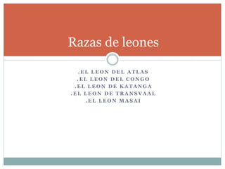 . E L L E O N D E L A T L A S
. E L L E O N D E L C O N G O
. E L L E O N D E K A T A N G A
. E L L E O N D E T R A N S V A A L
. E L L E O N M A S A I
Razas de leones
 