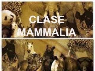 CLASE
MAMMALIA
 