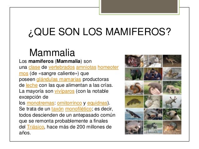 Mamiferos