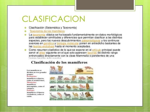 Mamiferos y su clasificacion