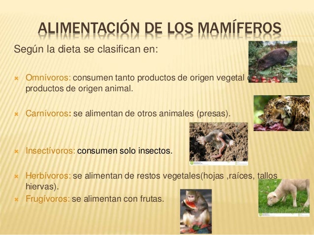 10 Ideas De Mamiferos Mamíferos Aparatos Alimentar
