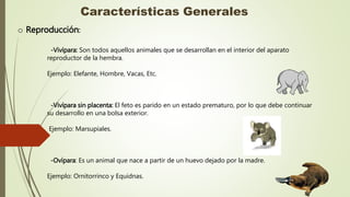 Características Generales
-Vivípara: Son todos aquellos animales que se desarrollan en el interior del aparato
reproductor de la hembra.
Ejemplo: Elefante, Hombre, Vacas, Etc.
-Vivípara sin placenta: El feto es parido en un estado prematuro, por lo que debe continuar
su desarrollo en una bolsa exterior.
Ejemplo: Marsupiales.
-Ovípara: Es un animal que nace a partir de un huevo dejado por la madre.
Ejemplo: Ornitorrinco y Equidnas.
o Reproducción:
 