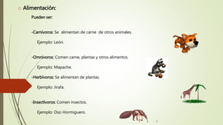 o Alimentación:
Pueden ser:
-Carnívoros: Se alimentan de carne de otros animales.
Ejemplo: León.
-Omnívoros: Comen carne, plantas y otros alimentos.
Ejemplo: Mapache.
-Herbívoros: Se alimentan de plantas.
Ejemplo: Jirafa.
-Insectívoros: Comen insectos.
Ejemplo: Oso Hormiguero.
 
