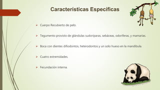 Características Específicas
 Cuerpo Recubierto de pelo.
 Tegumento provisto de glándulas sudoríparas, sebáceas, odoríferas, y mamarias.
 Boca con dientes difiodontos, heterodontos y un solo hueso en la mandíbula.
 Cuatro extremidades.
 Fecundación interna.
 