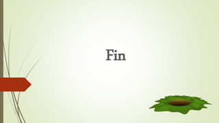 Fin
 