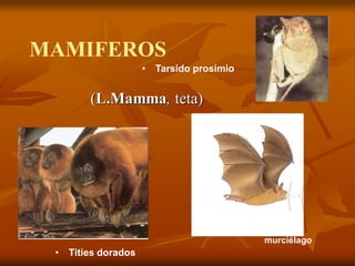 MAMIFEROS
(L.Mamma, teta)
• Tarsido prosimio
• Tities dorados
• Miotis,
murciélago
 