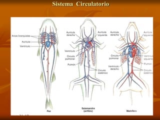 Sistema Circulatorio
 