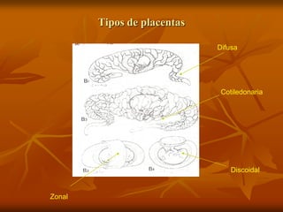 Tipos de placentas
Difusa
Cotiledonaria
Zonal
Discoidal
 