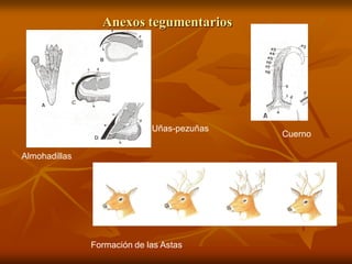 Anexos tegumentarios
Almohadillas
Uñas-pezuñas
Cuerno
Formación de las Astas
 