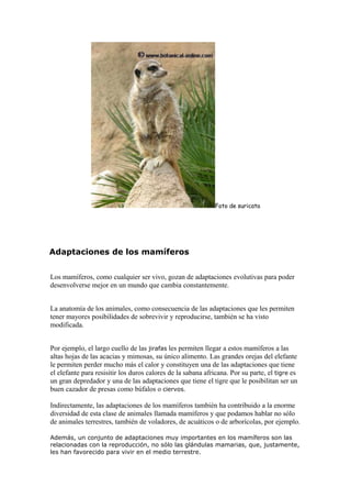Foto de suricata
Adaptaciones de los mamíferos
Los mamíferos, como cualquier ser vivo, gozan de adaptaciones evolutivas para poder
desenvolverse mejor en un mundo que cambia constantemente.
La anatomía de los animales, como consecuencia de las adaptaciones que les permiten
tener mayores posibilidades de sobrevivir y reproducirse, también se ha visto
modificada.
Por ejemplo, el largo cuello de las jirafas les permiten llegar a estos mamíferos a las
altas hojas de las acacias y mimosas, su único alimento. Las grandes orejas del elefante
le permiten perder mucho más el calor y constituyen una de las adaptaciones que tiene
el elefante para resisitir los duros calores de la sabana africana. Por su parte, el tigre es
un gran depredador y una de las adaptaciones que tiene el tigre que le posibilitan ser un
buen cazador de presas como búfalos o ciervos.
Indirectamente, las adaptaciones de los mamíferos también ha contribuido a la enorme
diversidad de esta clase de animales llamada mamíferos y que podamos hablar no sólo
de animales terrestres, también de voladores, de acuáticos o de arborícolas, por ejemplo.
Además, un conjunto de adaptaciones muy importantes en los mamíferos son las
relacionadas con la reproducción, no sólo las glándulas mamarias, que, justamente,
les han favorecido para vivir en el medio terrestre.
 