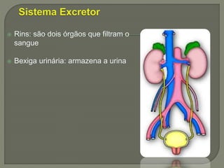  Rins: são dois órgãos que filtram o
sangue
 Bexiga urinária: armazena a urina
 