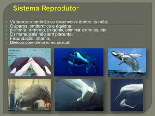  Vivíparos: o embrião se desenvolve dentro da mãe;
 Ovíparos: ornitorrinco e équidna;
 placenta: alimento, oxigênio, eliminar excretas, etc.
 Os marsupiais não tem placenta;
 Fecundação: interna;
 Dioicos com dimorfismo sexual.
 