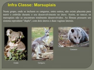 Coala
Neste grupo, onde se incluem os cangurus, entre outros, não existe placenta para
nutrir o embrião durante o seu desenvolvimento no útero. Assim, ao nascer, os
marsupiais não se encontram totalmente desenvolvidos. As fêmeas possuem um
sistema reprodutor "duplo", com dois úteros e duas vaginas laterais.
Canguru
Cassaco
 