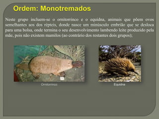 Ornitorrinco
Neste grupo incluem-se o ornitorrinco e o equidna, animais que põem ovos
semelhantes aos dos répteis, donde nasce um minúsculo embrião que se desloca
para uma bolsa, onde termina o seu desenvolvimento lambendo leite produzido pela
mãe, pois não existem mamilos (ao contrário dos restantes dois grupos);
Equidna
 