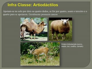 Apoiam-se no solo por dois ou quatro dedos, se for por quatro, usam o terceiro e o
quarto para se apoiarem. Geralmente possuem cascos
Ordem Artiodactyla (porco,
veado, boi, ovelha, camelo)
 