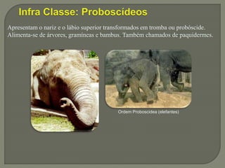 Apresentam o nariz e o lábio superior transformados em tromba ou probóscide.
Alimenta-se de árvores, gramíneas e bambus. Também chamados de paquidermes.
Ordem Proboscidea (elefantes)
 