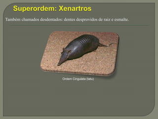 Também chamados desdentados: dentes desprovidos de raiz e esmalte.
Ordem Cingulata (tatu)
 