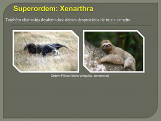 Também chamados desdentados: dentes desprovidos de raiz e esmalte.
Ordem Pilosa (bicho-preguiça, tamanduá)
 