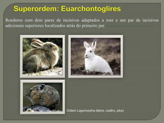 Roedores com dois pares de incisivos adaptados a roer e um par de incisivos
adicionais superiores localizados atrás do primeiro par.
Ordem Lagomorpha (lebre, coelho, pika)
 