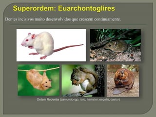 Dentes incisivos muito desenvolvidos que crescem continuamente.
Ordem Rodentia (camundongo, rato, hamster, esquilo, castor)
 
