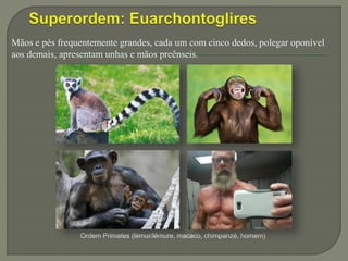 Mãos e pés frequentemente grandes, cada um com cinco dedos, polegar oponível
aos demais, apresentam unhas e mãos preênseis.
Ordem Primates (lémur/lêmure, macaco, chimpanzé, homem)
 