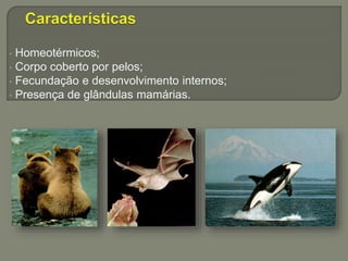 • Homeotérmicos;
• Corpo coberto por pelos;
• Fecundação e desenvolvimento internos;
• Presença de glândulas mamárias.
 