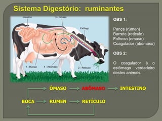 BOCA RUMEN RETÍCULO
ÔMASO ABÔMASO INTESTINO
OBS 1:
Pança (rúmen)
Barrete (retículo)
Folhoso (omaso)
Coagulador (abomaso)
OBS 2:
O coagulador é o
estômago verdadeiro
destes animais.
 
