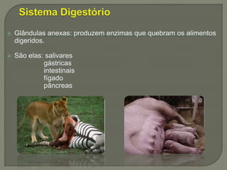 Glândulas anexas: produzem enzimas que quebram os alimentos
digeridos.
 São elas: salivares
gástricas
intestinais
fígado
pâncreas
 